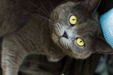 İngiliz yerli kedi yalan ve kamera yakın portre kavramı sarı gözler ve odaklanmamış mavi perde ile arka plan üzerinde seyir 