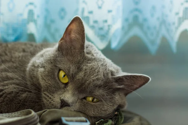 Británico Doméstico Gato Mentira Mirando Cámara Cerca Retrato Concepto Con — Foto de Stock