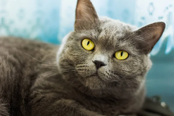 Británico Doméstico Gato Mentira Mirando Cámara Cerca Retrato Concepto Con — Foto de Stock