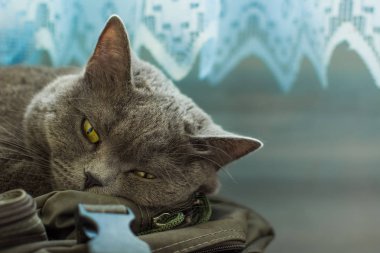 ev içinde sarı gözler yakın hayvan portre yalanla yerli İngiliz kedi 