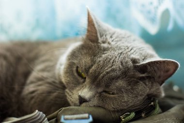 ev içinde sarı gözler yakın hayvan portre yalanla yerli İngiliz kedi 