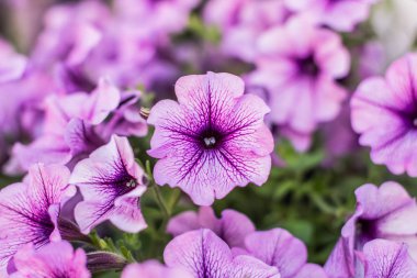 yumuşak odak çan pembe ve mor çiçek bahçe doğa ortamında odaklanmamış arka plan ile