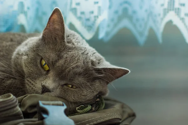 ev içinde sarı gözler yakın hayvan portre yalanla yerli İngiliz kedi 