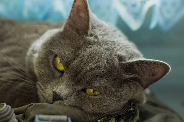 ev içinde sarı gözler yakın hayvan portre yalanla yerli İngiliz kedi 