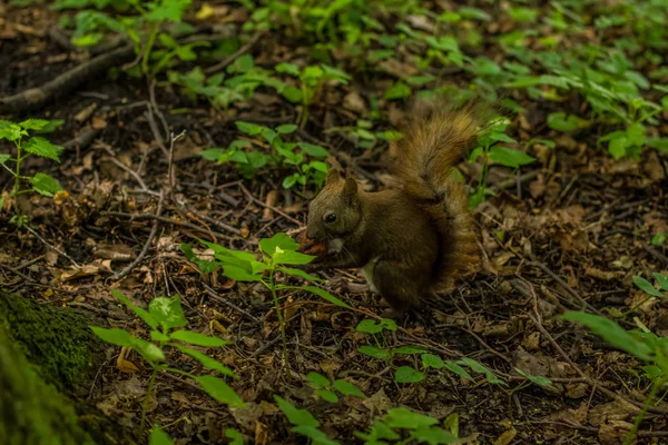 sincap yakın yaban hayatı hayvan portre kavramı yemek bir somun yeşil yaz orman doğa ortamında