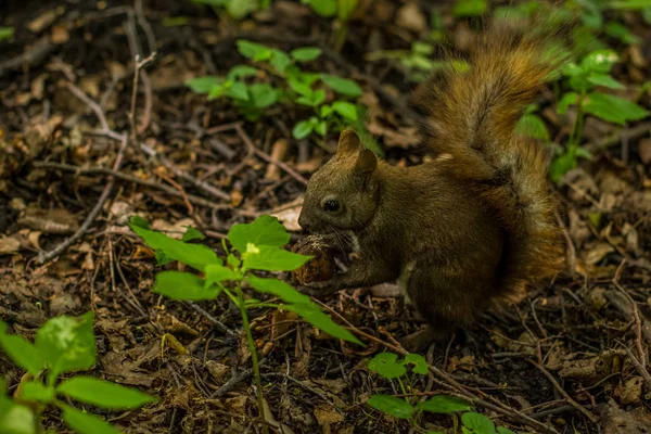 Squirrel Close Wildlife Animal Portrait Concept Eat Nut Green Summer — Stock Photo, Image