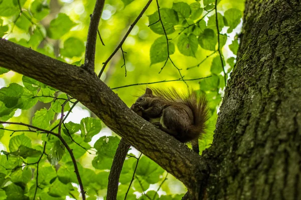 Ardilla Cerca Fauna Animal Retrato Concepto Comer Una Nuez Verde — Foto de Stock