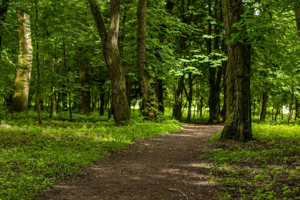 Καλοκαίρι Φύση Υπαίθριο Πάρκο Δάσος Μονοπάτι Τοπίο — Φωτογραφία Αρχείου
