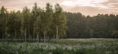Huş alan orman doğa yaz manzara