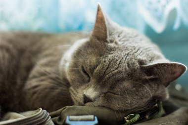 İngiliz kedi hayvan yakın portre sarı gözler kavramı yalan ev içinde uyku sakin