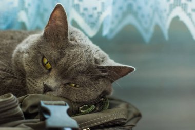 İngiliz kedi hayvan yakın portre sarı gözler kavramı yalan ev içinde uyku sakin