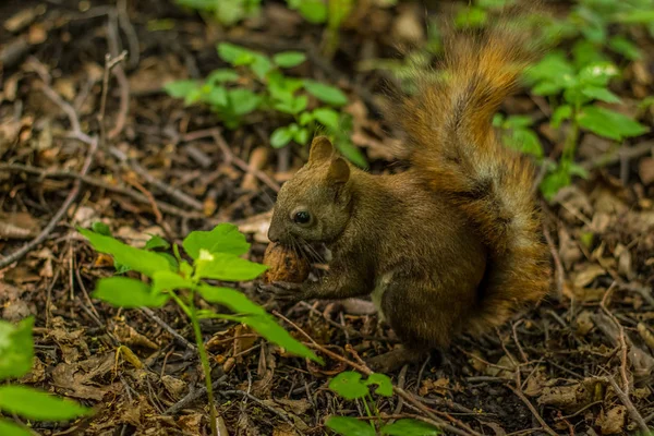 Ekorre Djur Wildlife Porträtt Äta Mutter Gröna Sommaren Naturlig Skogsmiljö — Stockfoto