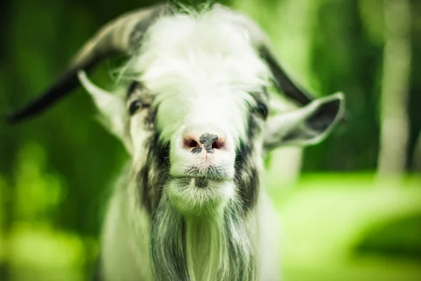 soft focus goat animal wildlife close portrait in summer colorful natural unfocused environment concept