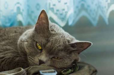 İngiliz yerli yetişkin kedi hayvan yakın portre sarı gözler yalan ev içinde