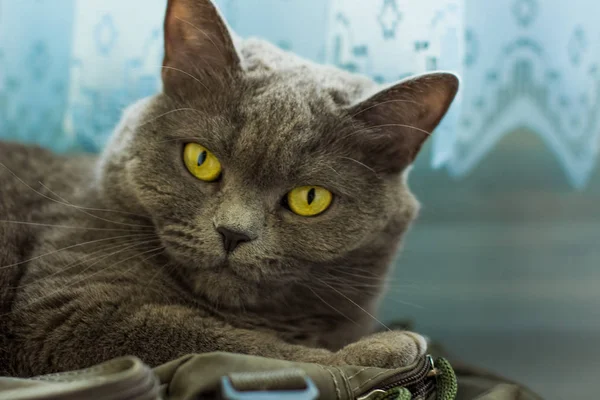 İngiliz yerli yetişkin kedi hayvan yakın portre sarı gözler yalan ev içinde