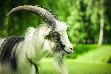 keçi profil hayvan yaban hayatı yakın portre yaz saati parlak renkli doğa açık ortamda odaklanmamış arka plan manzara