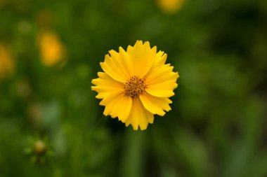 yeşil odaklanmamış bulanık arka plan doğa kavramı üzerinde damla yağmur ile yağmur sonra küçük ıslak sarı çiçek