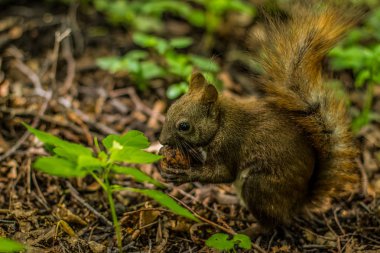 sincap hayvan yaban hayatı portre açık doğa yeşil yaz park ortamında fındık yemek 
