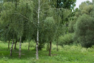 Huş doğa alanı orman yaz çevre gri yağmurlu gün