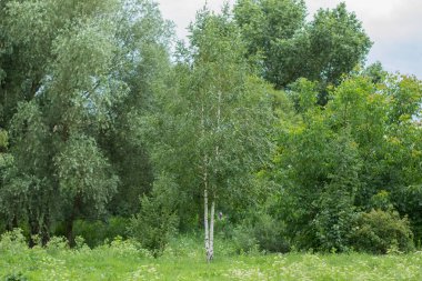Huş doğa alanı orman yaz çevre gri yağmurlu gün
