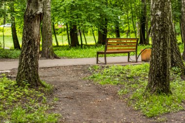 Yaz boş beton yol ve ahşap sarı benchpark, yaz, arka plan, doğa, tezgah, Bahar, açık, güzel, yol, yeşil, boş park doğa açık çevre, peyzaj, ağaç, ot, Bahçe, orman, kırsal, yol, kimse, güzellik, parlak, bitki , yaprak, sezon,