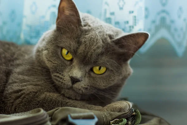 İngiliz yerli kedi portre odaklanmamış mavi perde ile kamera kavramı ev iç içeride bakarak kapatın 