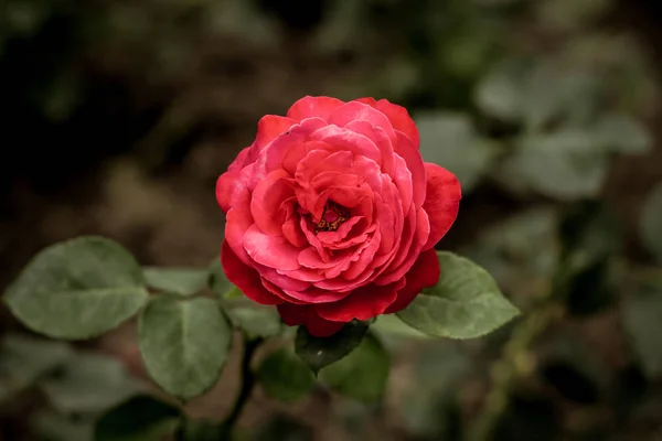 Mjuk Fokus Vackra Ökade Trädgård Blomma Med Naturen Ofokuserat Bakgrund — Stockfoto