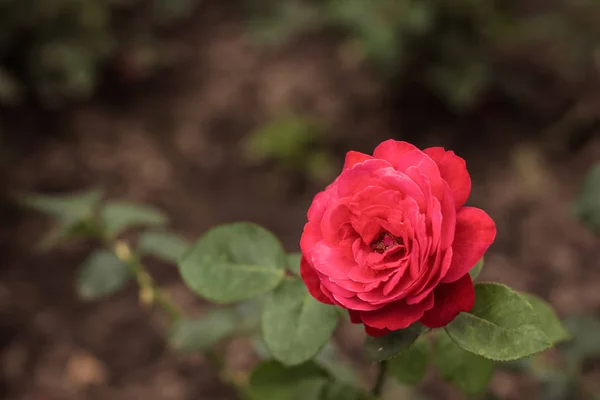 Mjuk Fokus Vackra Ökade Trädgård Blomma Med Naturen Ofokuserat Bakgrund — Stockfoto