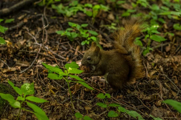 squirrel animal wildlife portrait eat nut in outdoor summer park environment