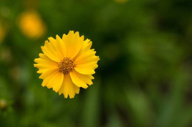 doğa kavramı ile bir küçük bahçe sarı çiçek yeşil odaklanmamış zemin üzerine