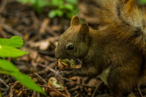 다람쥐 소프트 포커스 초상화 환경에서 너트를 먹으십시오 — 스톡 사진