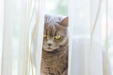Kamera ve beyaz perde ev parlak iç ortam kopya veya metin için boş alan ile bakarak yumuşak odak İngiliz aile içi komik kedi yakın portre kavramı