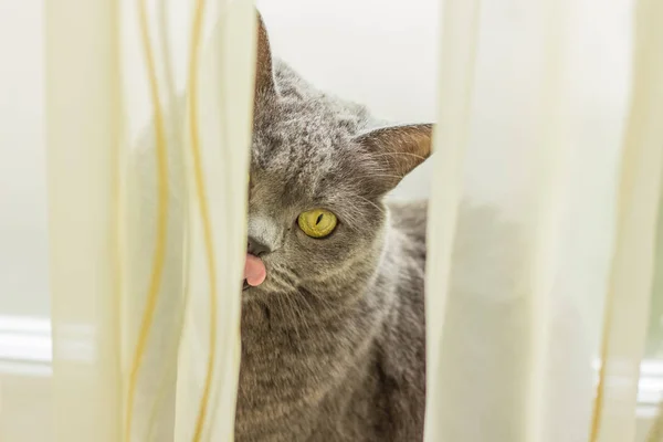 Foco Suave Britânico Doméstico Engraçado Gato Perto Retrato Conceito Olhando — Fotografia de Stock