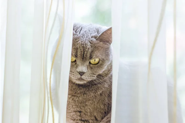 Enfoque Suave Británico Gato Divertido Doméstico Cerca Concepto Retrato Mirando — Foto de Stock