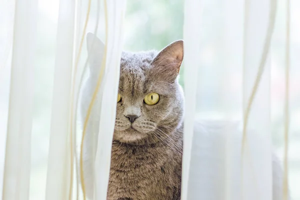 Foco Suave Britânico Doméstico Engraçado Gato Perto Retrato Conceito Olhando — Fotografia de Stock