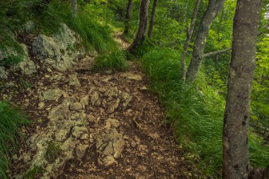dağ doğa orman manzara küçük yalnız yer yeşil yaz