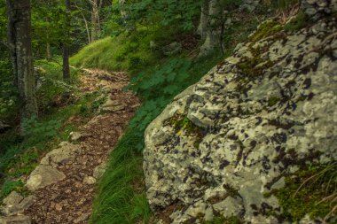 dağ doğa orman manzara küçük yalnız yer yeşil yaz