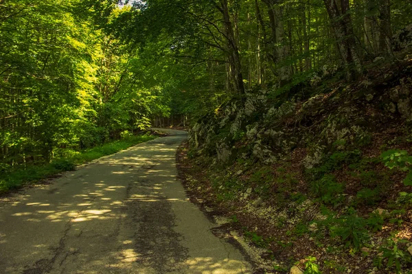 Самотня Бетонна Дорога Літньому Зеленому Природному Лісовому Середовищі — стокове фото