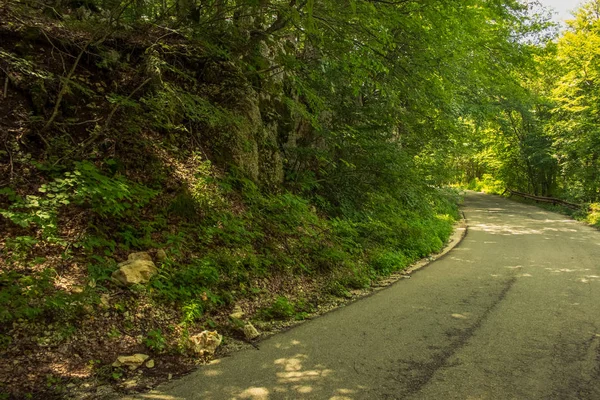 Ensam Betong Bil Väg Sommar Grön Natur Skog Miljö — Stockfoto