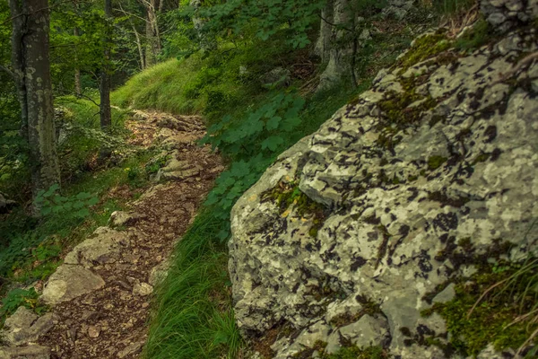 Pequeno Solo Solitário Trilha Verde Verão Natureza Floresta Montanha Paisagem — Fotografia de Stock