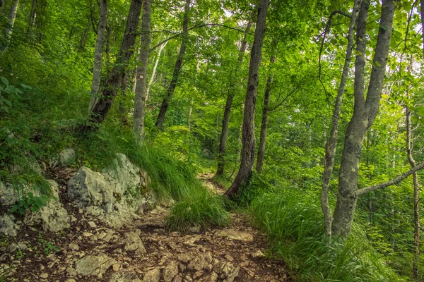 小孤独的地面小道在绿色的夏天自然森林山风景 — 图库照片