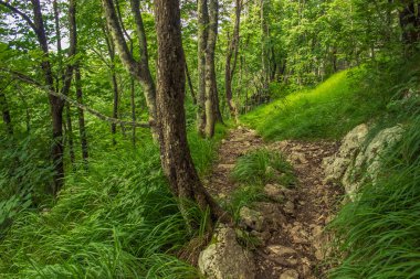 Doğa yaz orman ortamında bir yalnız küçük iz