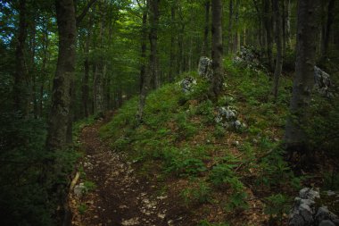 Doğa yaz orman ortamında bir yalnız küçük iz