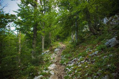 Doğa yaz orman ortamında bir yalnız küçük iz