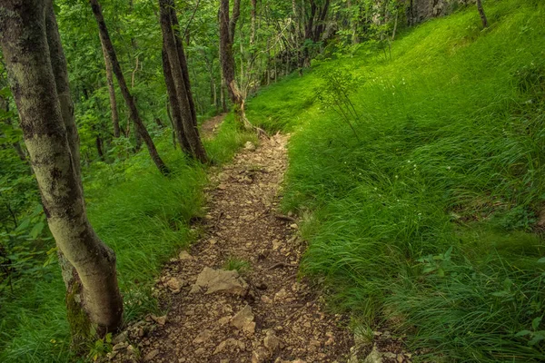Piccolo Sentiero Solitario Nella Natura Ambiente Forestale Estivo — Foto Stock