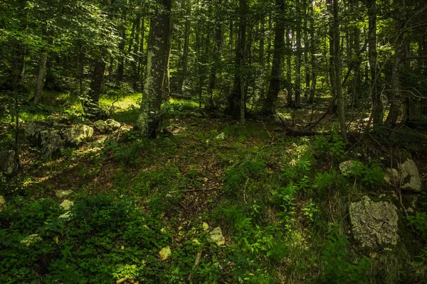 柔和的焦点对比五颜六色的绿色夏季深林自然环境景观 — 图库照片