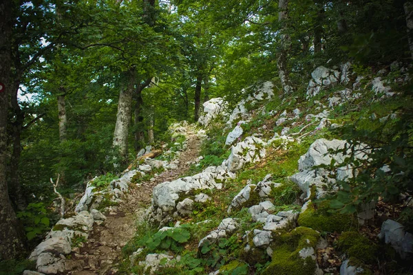 一个孤独的小道在自然夏天森林环境 — 图库照片
