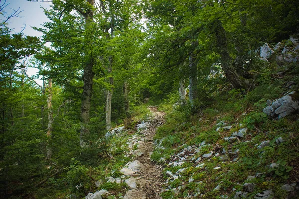 Doğa yaz orman ortamında bir yalnız küçük iz