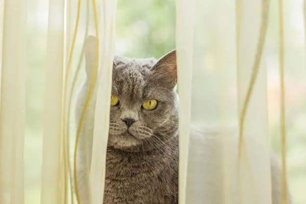 british cat close animal portrait and curtains home environment on day time