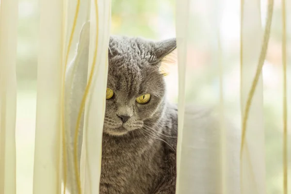 Britânico Gato Perto Animal Retrato Cortinas Casa Ambiente Dia — Fotografia de Stock